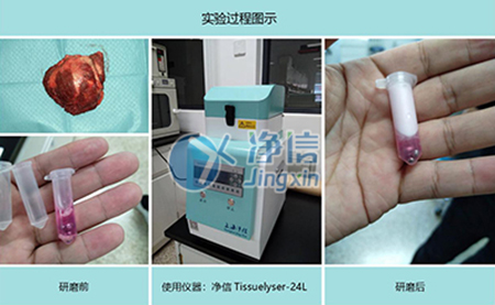 腫瘤組織研磨采用多樣品組織研磨機(jī)進(jìn)行其實(shí)驗(yàn)效果如何？