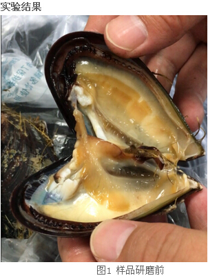 冷凍研磨儀研究告訴你-海虹體內(nèi)的營養(yǎng)價值及藥用價值有那些？