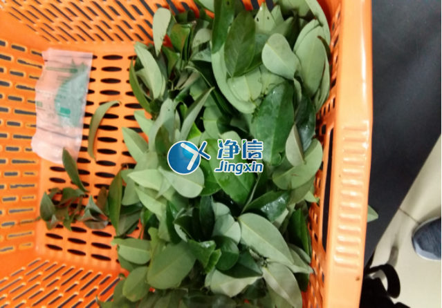 全自動樣品研磨儀研磨降香黃檀樹葉、樹枝—上海凈信