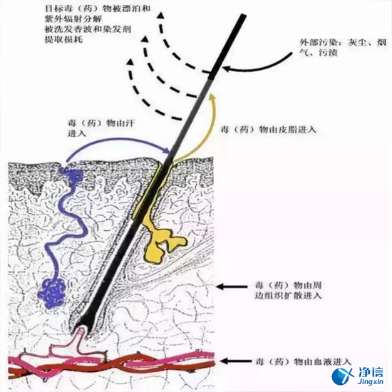 毛發(fā)毒品檢測儀來檢測毛發(fā)的步驟詳解-優(yōu)勢是什么？